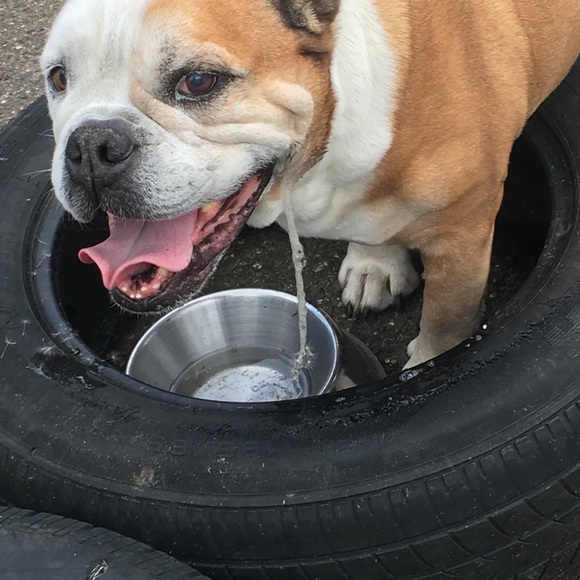 Rocky + Daisy - Picture 11 of 11